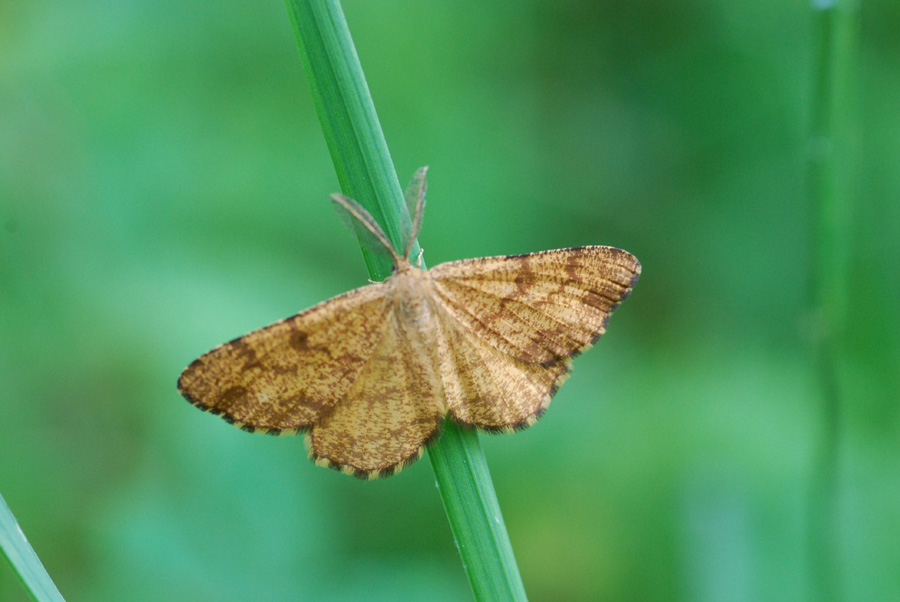 farfalla da identificare - Ematurga atomaria
